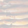Räucherfisch – handgesalzen und im Altonaer Ofen über Buchholz geräuchert